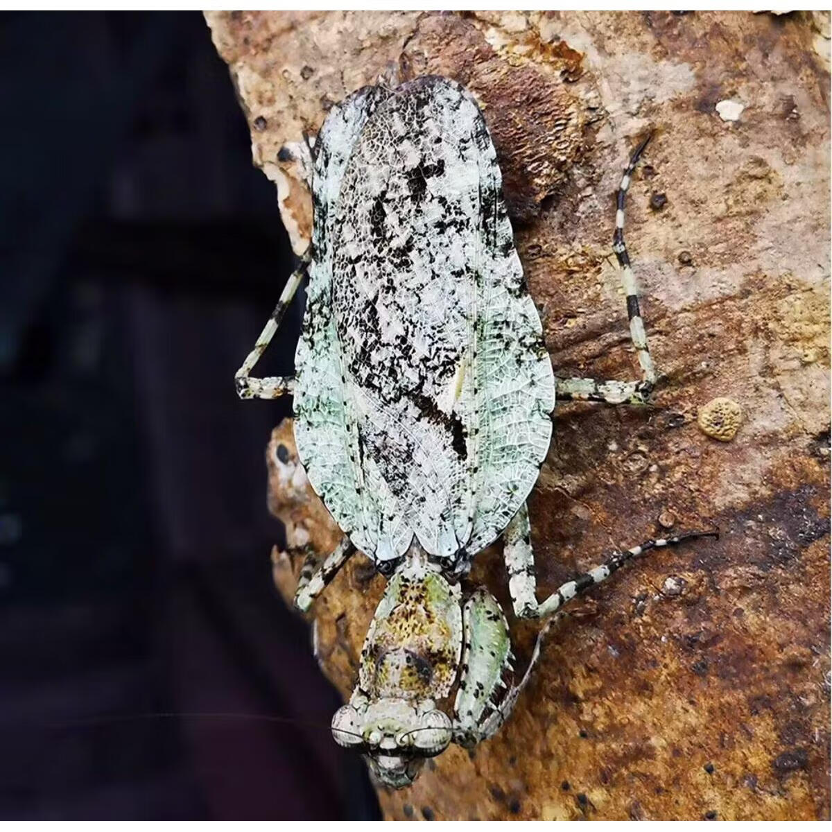达泽侠花蝴蝶树皮螳螂研究科普宠物活体昆虫 4龄