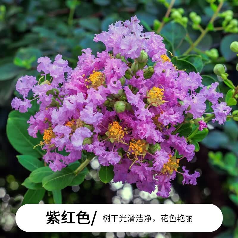 花卉美国红火箭盆栽景室外别墅植物耐寒四季开花绿化 紫色花紫薇3公分