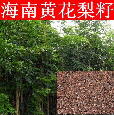 姒桀正宗海南树 黄檀树 花梨木降香木香红木 黄花梨种子一斤