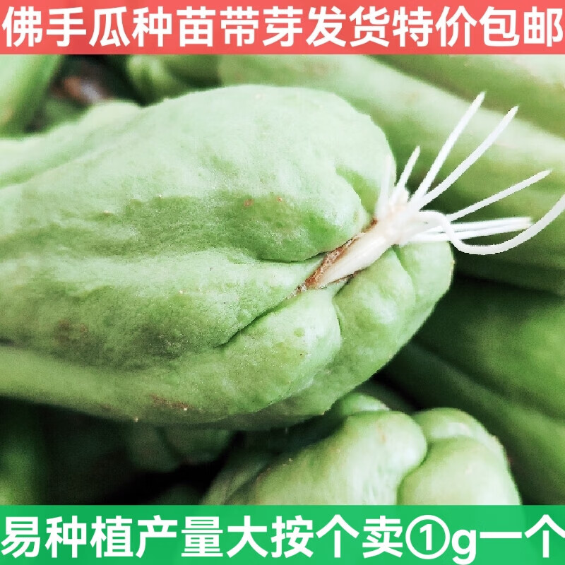 醉春木四川佛手瓜种苗带芽发货可种老瓜洋福气寿瓜窝瓜龙须瓜新鲜 1g