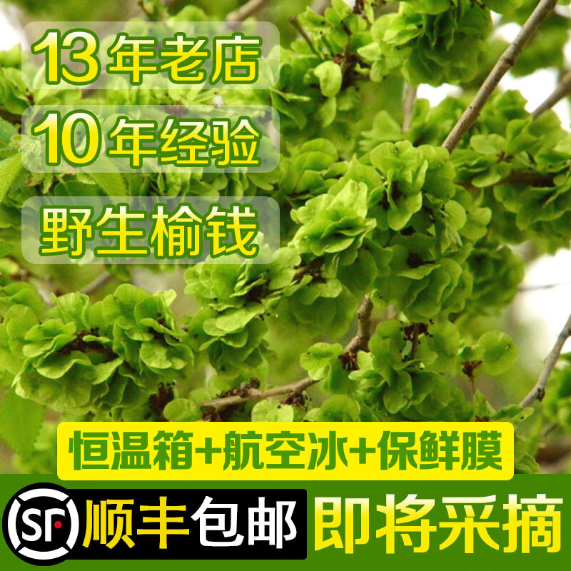 24年深山现摘新鲜野菜榆钱蔬菜榆钱儿钱串树子窝头槐花顺丰 500g 2024