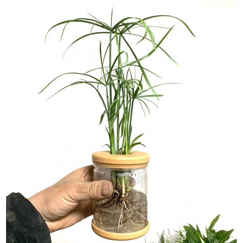 牵挂 水竹水培植物旱伞竹带盆栽好室内桌面好养花卉绿植盆栽花卉 水竹
