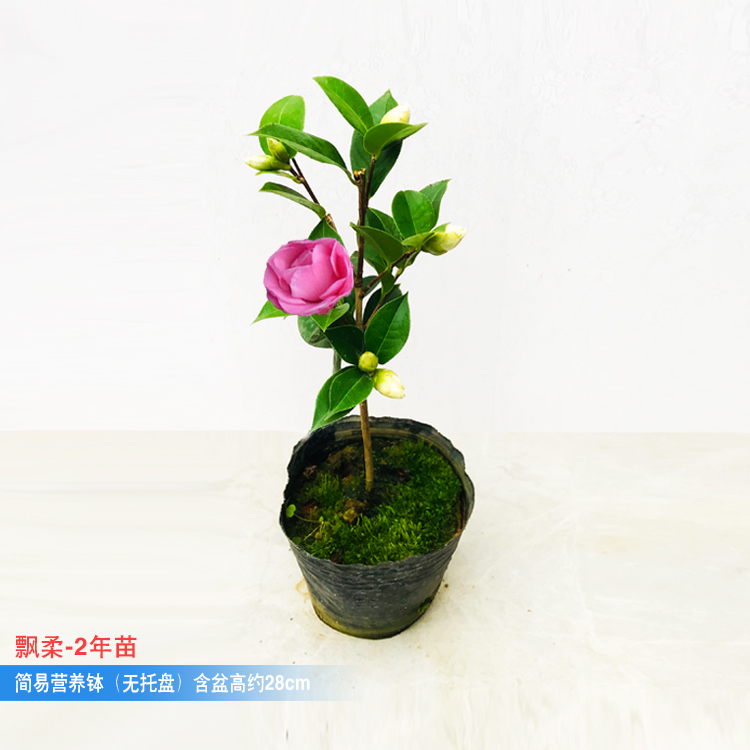 飘柔山茶花盆栽粉红色重瓣大型花名贵品种花卉盆栽树苗耐高温植物