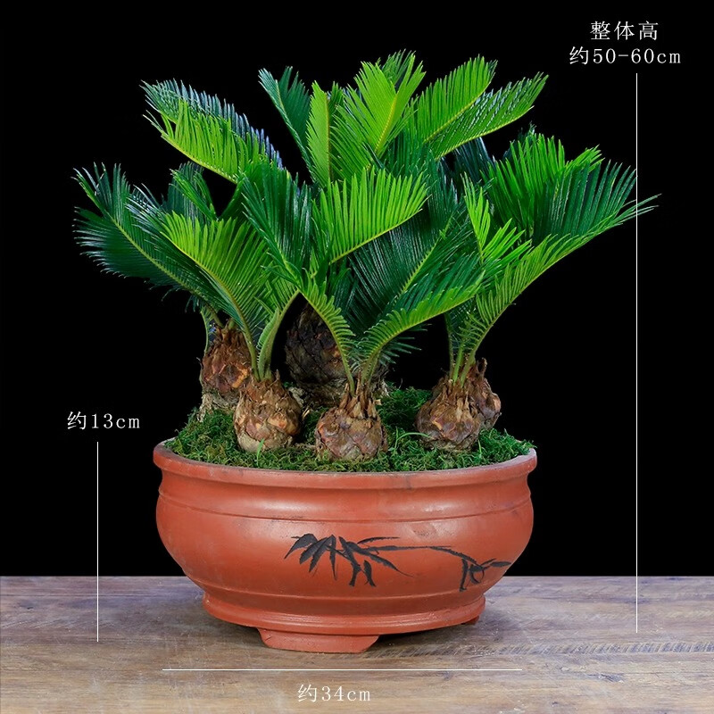 唐花芬阁铁树盆景大型植物室内办公室绿植客厅桌面盆栽多头苏铁四季