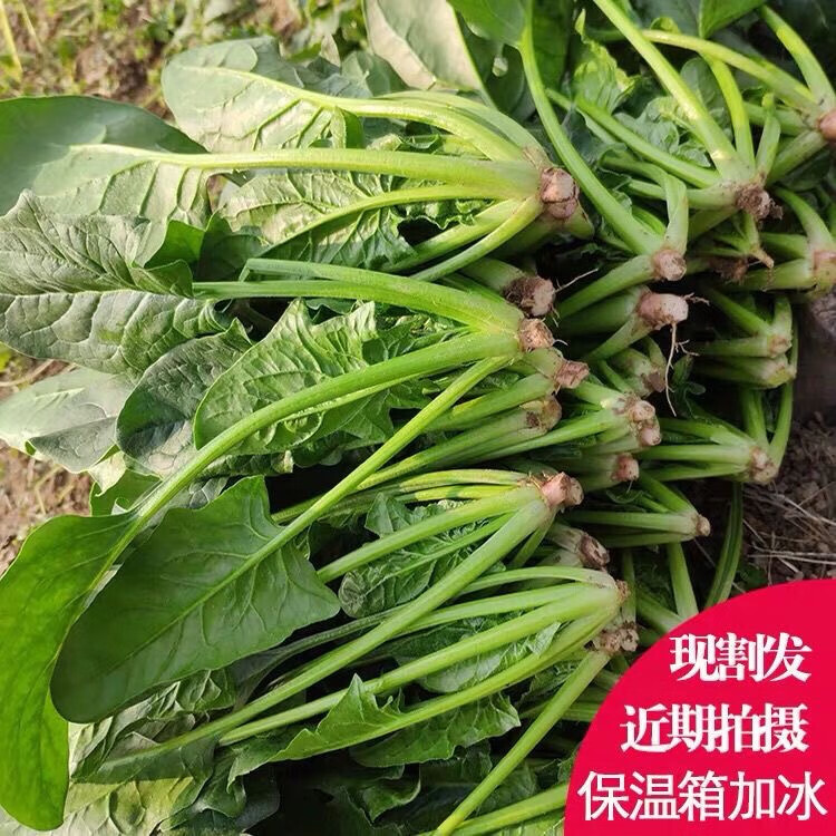 水果蔬菜新鲜菠菜 农家露天自种 火锅青菜菠菜 现摘现发一斤 一斤