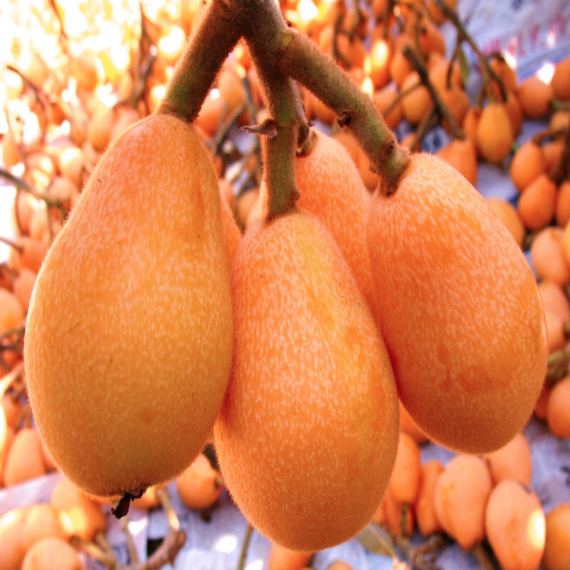 北方种植庭院阳台盆栽地栽果树苗 红沙枇杷5年苗(粗度2公分带分枝)