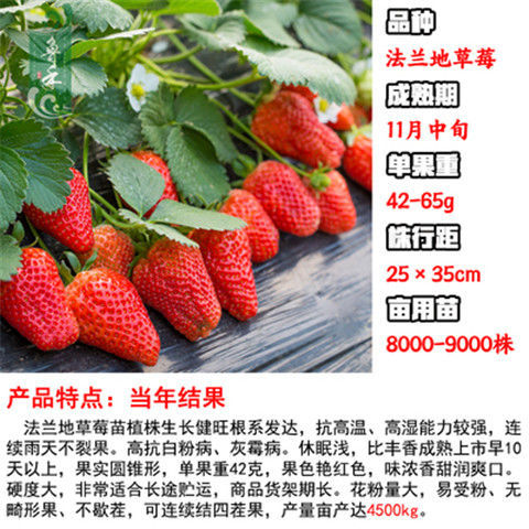 红颜草莓四季草莓苗盆栽现挖现发南北方当年结果栽培成活 法兰地草莓