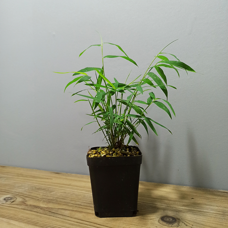 小玉山竹经典品种四川油竹微型竹子盆栽常绿植物书房办