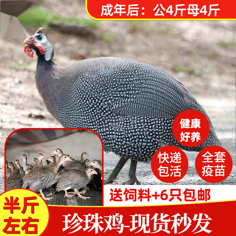 半斤珍珠鸡苗小鸡活体真珠鸡苗肉鸡蛋鸡土鸡会飞活苗脱温苗观赏鸡