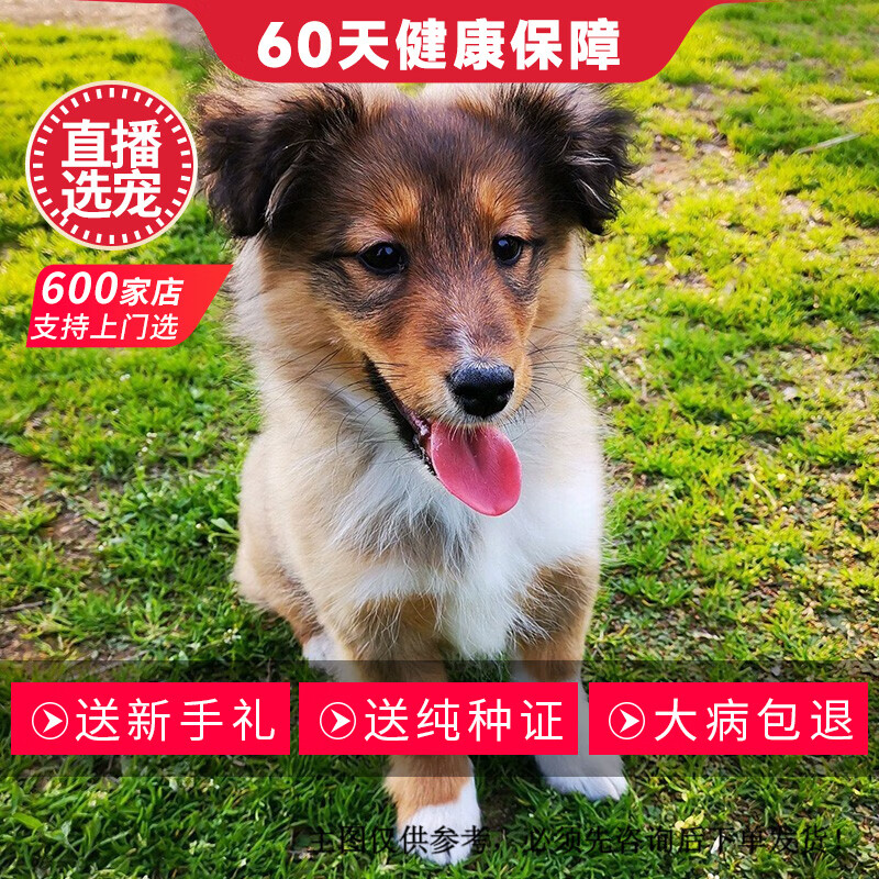 喜乐蒂牧羊犬标准图片