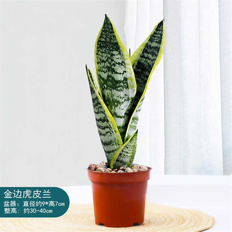 金边虎皮兰盆栽虎尾兰室内客厅办公室净化空气耐旱植物四季好养耐旱好