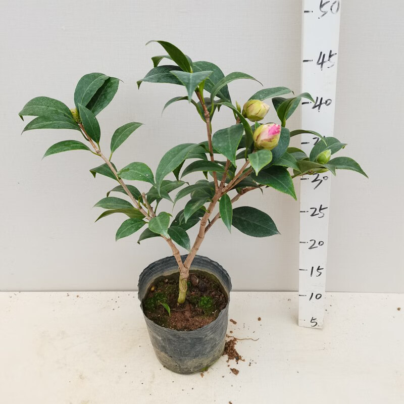 花鹤翎山茶花树苗国内十大名茶之一带花苞四季盆栽花卉名贵品种盆栽树