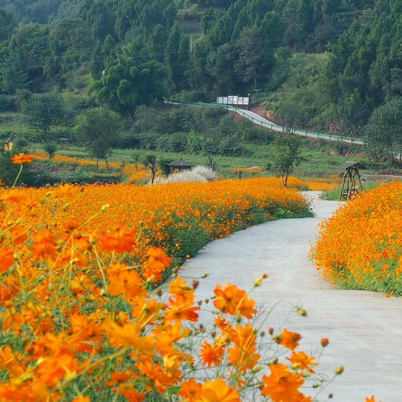 硫化华菊种子金黄波斯菊格?；ɑㄗ淹ピ嚎ㄒ字只ɑ芑魄镉⒛推恶?硫华菊1斤/播100平米