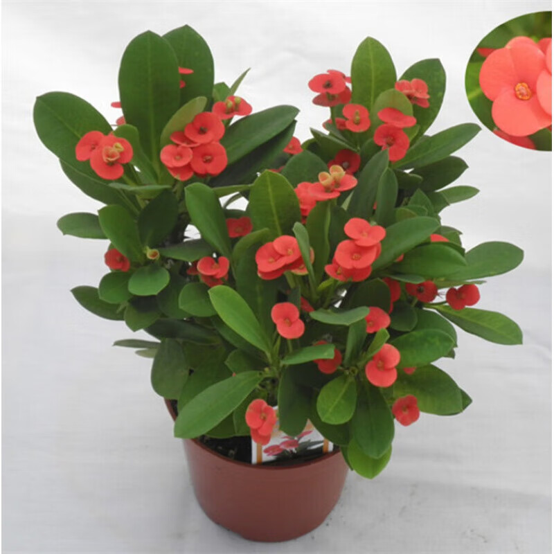 醉春木铁海棠花苗虎刺梅盆栽花卉观花植物四季开花好