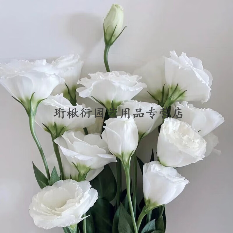 物鲜仙子云南鲜花洋桔梗真花花束水养插花教师节中秋礼物昆明基地直发