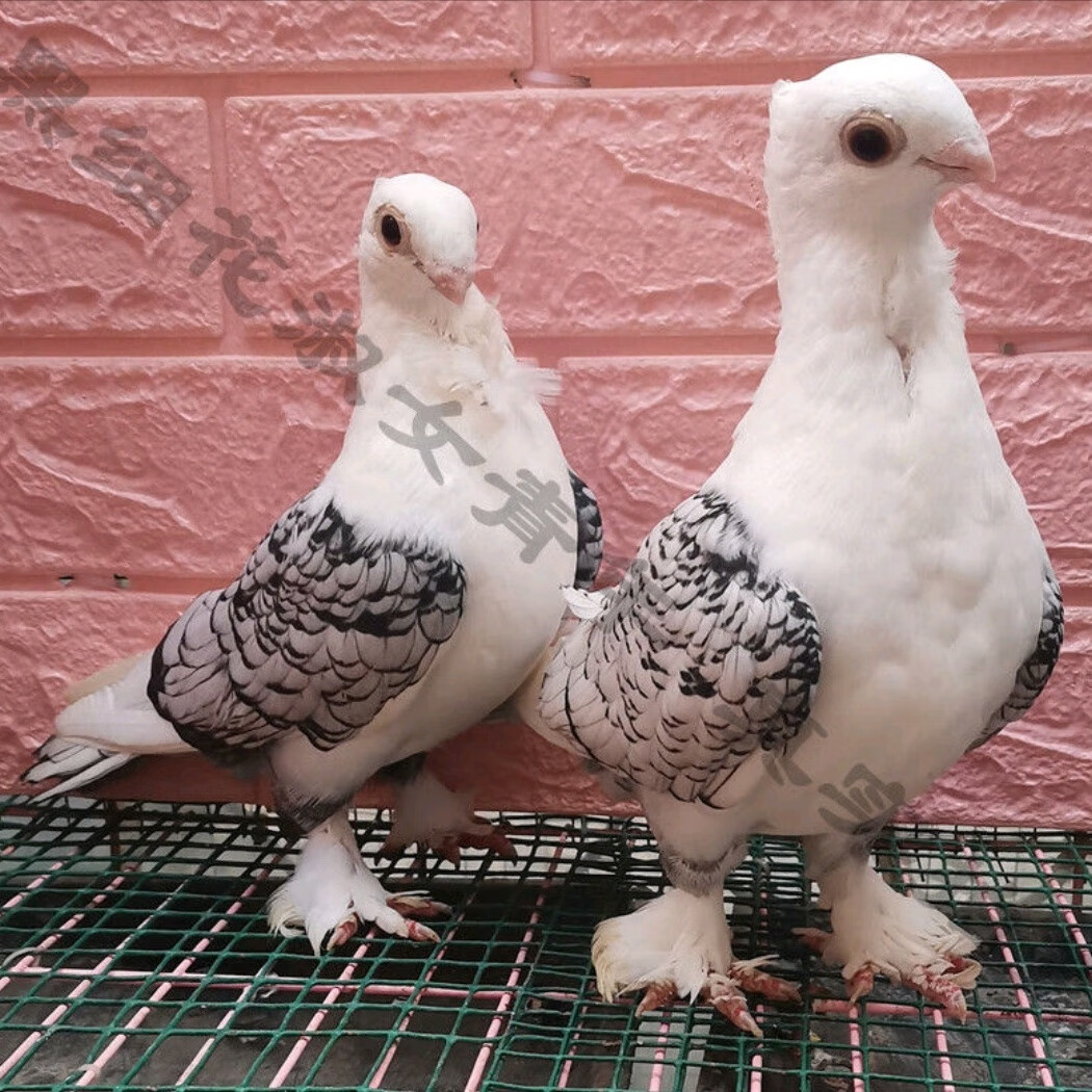 青年淑女鸽一只