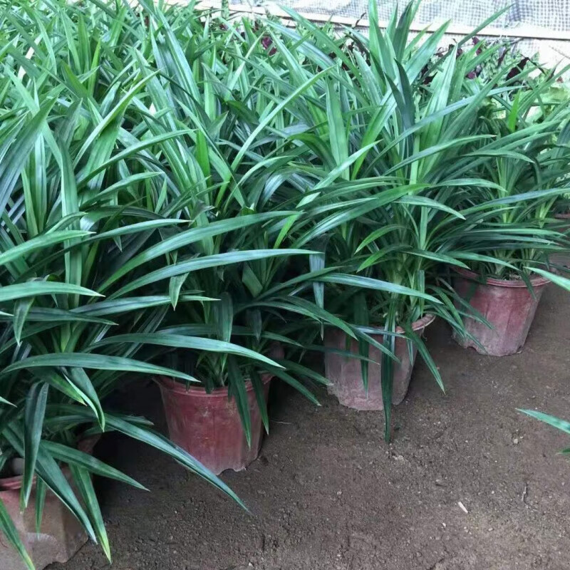 山头林村香兰叶盆栽香料植物可食用有香味斑斓叶班兰叶种植苗四季常青