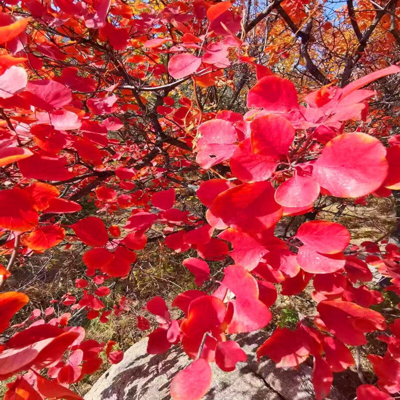 4,北黄栌和南黄栌的区别 北黄栌与南黄栌简介 北黄栌和南黄栌是两种