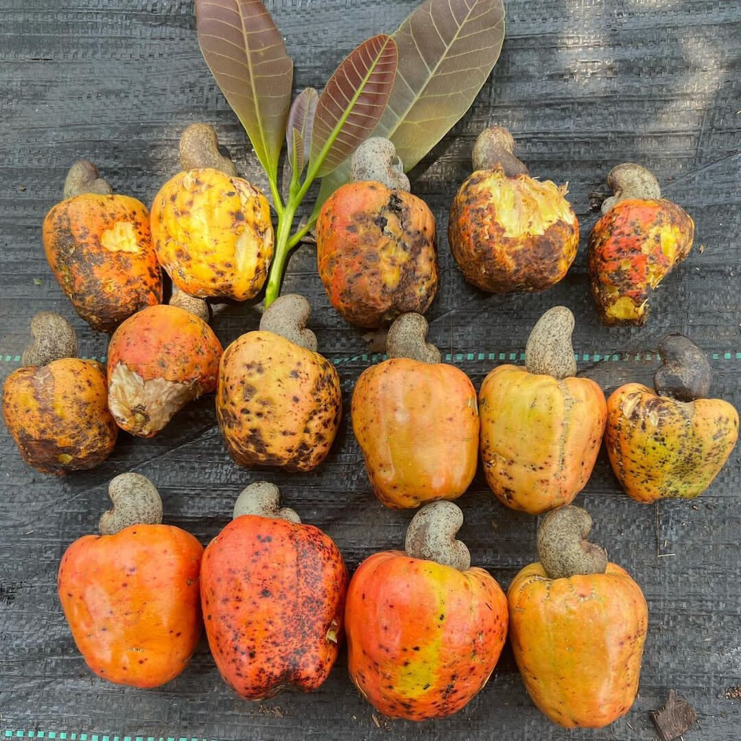 芗苒腰果种子多年生坚果种籽 腰果种子一斤