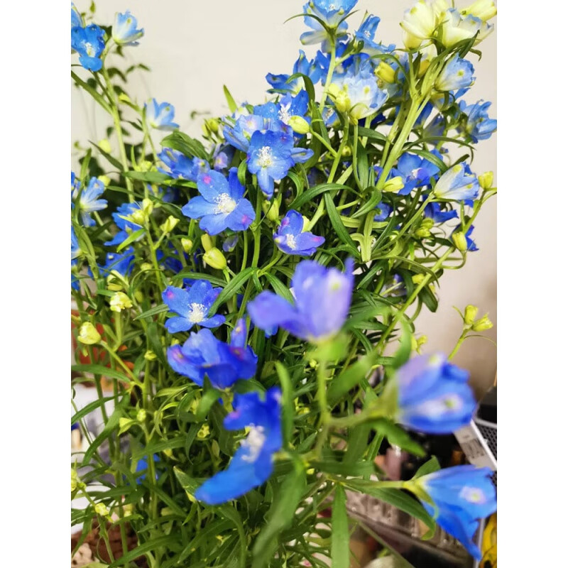 梦族庄园千鸟草小花飞燕草花种子籽耐寒庭院野花阳台盆栽四季蓝色易种