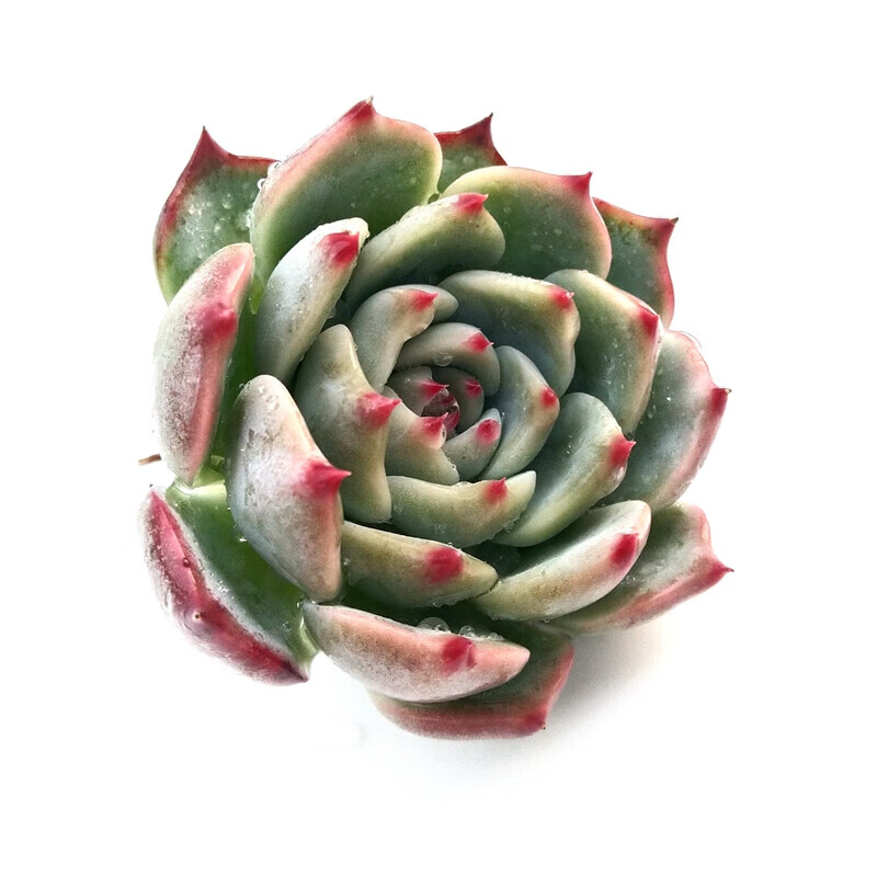 多肉植物吉娃娃吉娃莲多肉超萌肉肉易爆盆办公室花卉绿植盆栽 吉娃娃3