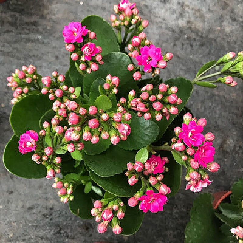 婩菊重瓣长寿花盆栽开花办公室内桌面客厅绿植花卉带花苞 玫红色 (带