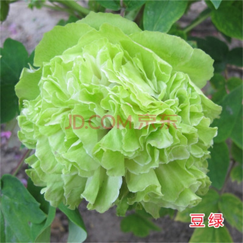 涵山菏泽观赏牡丹花苗盆栽庭院花卉洛阳牡丹树苗室内外阳台重瓣大花