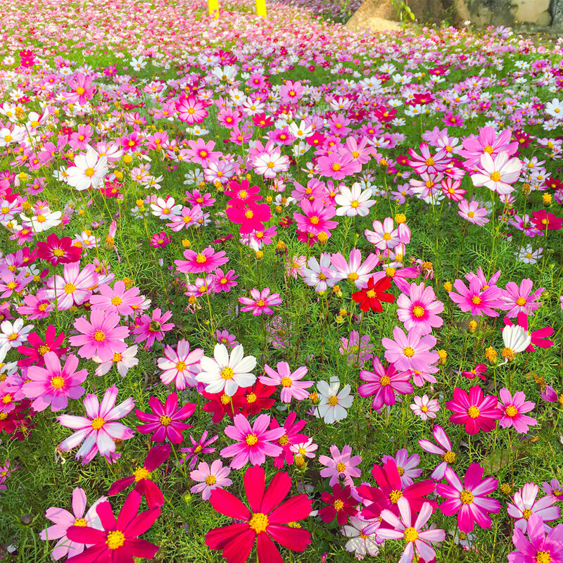 格桑花种籽子七彩四季播种开花易活花籽庭院室外种 波斯菊混色500粒