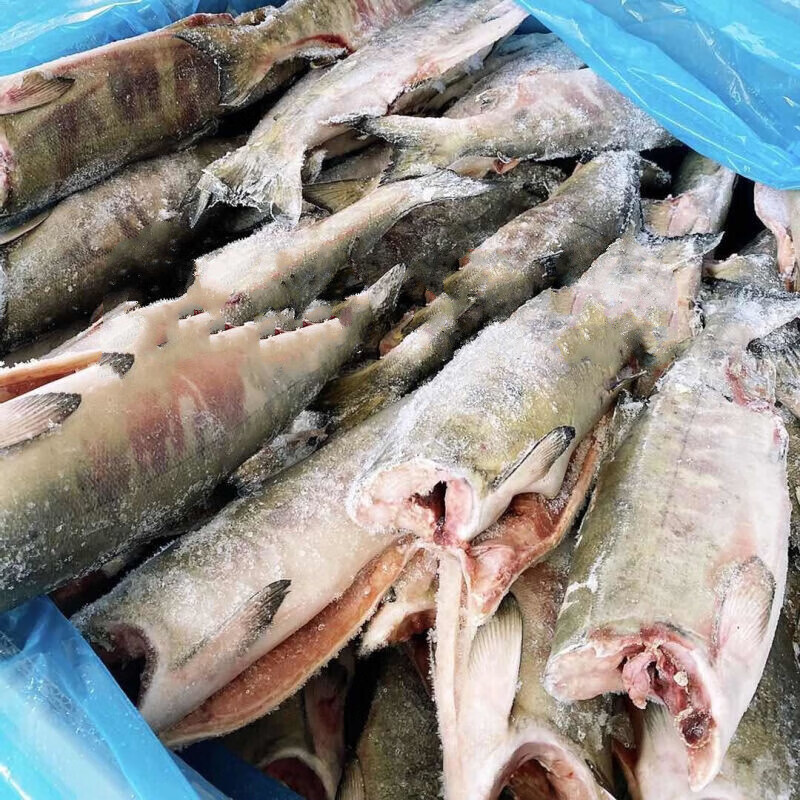 瑃蔻睿大马哈鱼洄游江鱼新鲜冷冻速冻东北淡水鱼黑龙江乌苏里江抚远