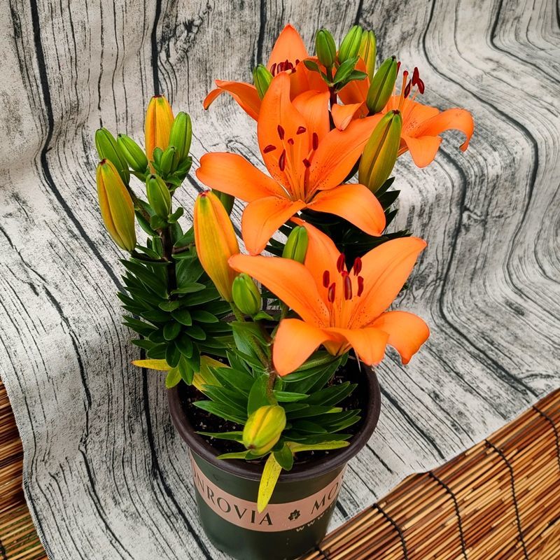 百合花 相关京东优惠商品 4 价格图片品牌优惠券 虎窝购 百合花 相关京东优惠商品 4 价格图片品牌优惠券 虎窝购