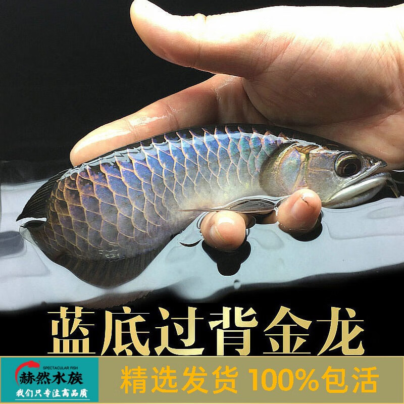 oimg古典蓝底过背高背金龙鱼活鱼练手龙鱼活体小龙鱼苗宝石龙鱼热带鱼