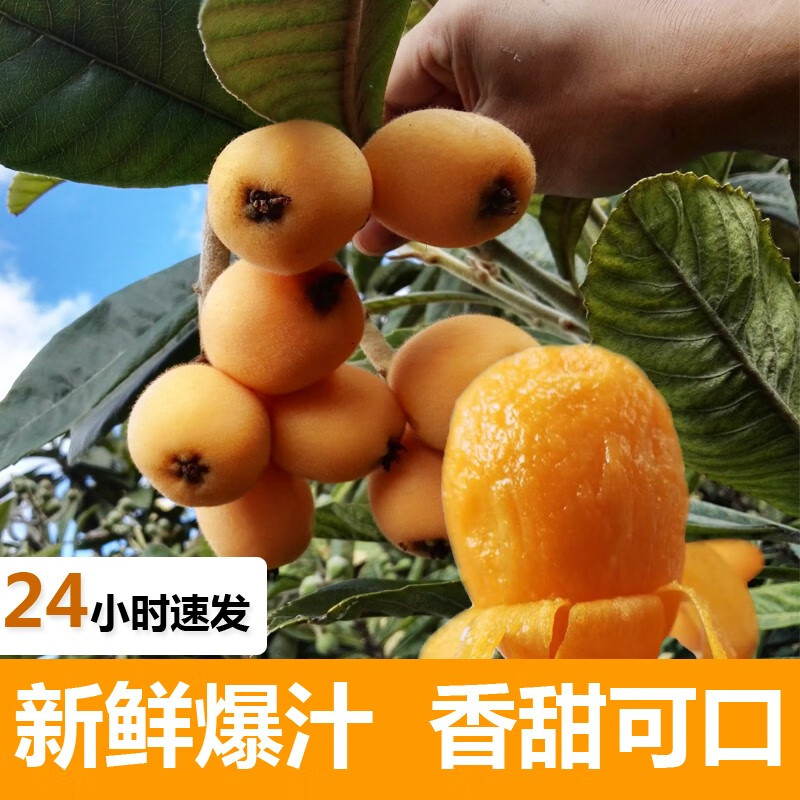 云南蒙自枇杷 应季新鲜水果 长虹枇杷 净重1斤(约20个上下)
