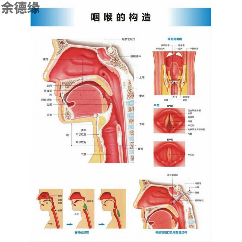 医院科室挂图咽喉的构造图咽喉解剖图咽喉结构图喉科挂图医院科室海报