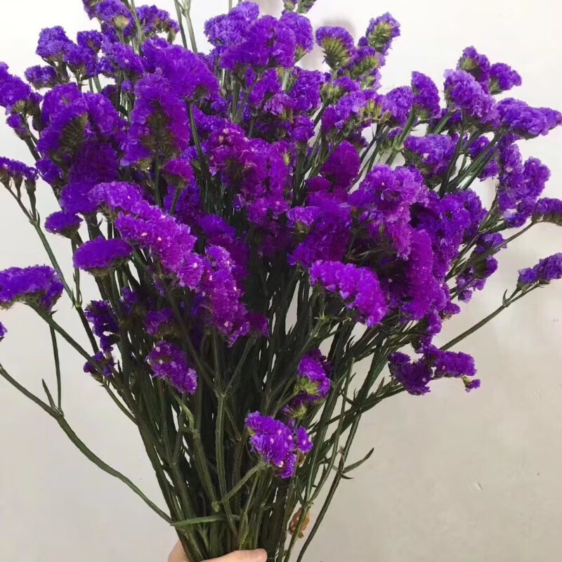 勿忘我 满天星 薰衣草 家居水养客厅办公室鲜花 紫色勿忘我500克