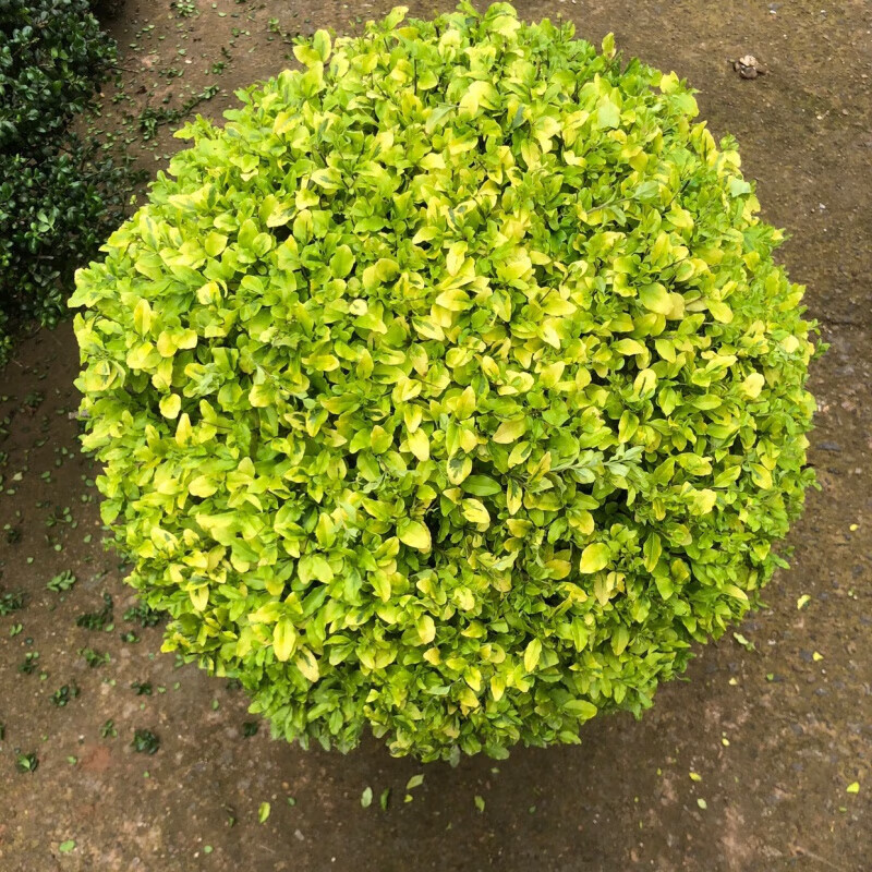 慕景四季常青耐寒不落叶亮金女贞球亮晶女贞棒棒糖花园庭院花镜植物