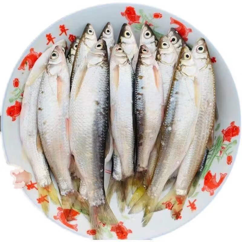 二三王牛 小白条鱼新鲜小河鱼刁子鱼餐条鱼淡水小杂鱼翘嘴鱼现杀 15