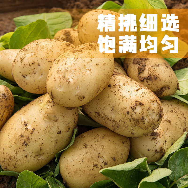 2021云南新土豆 5斤/10斤装马铃薯洋芋黄心土豆 精品蔬菜土豆批发 10