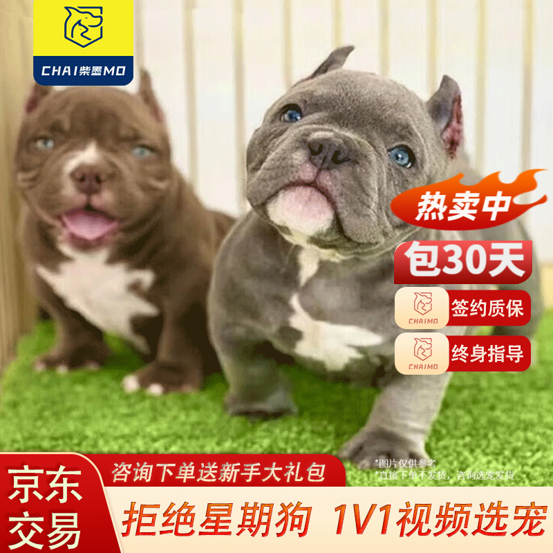 柴墨 恶霸犬幼犬宠物狗狗活体蓝黑黄丁香色恶霸犬活体