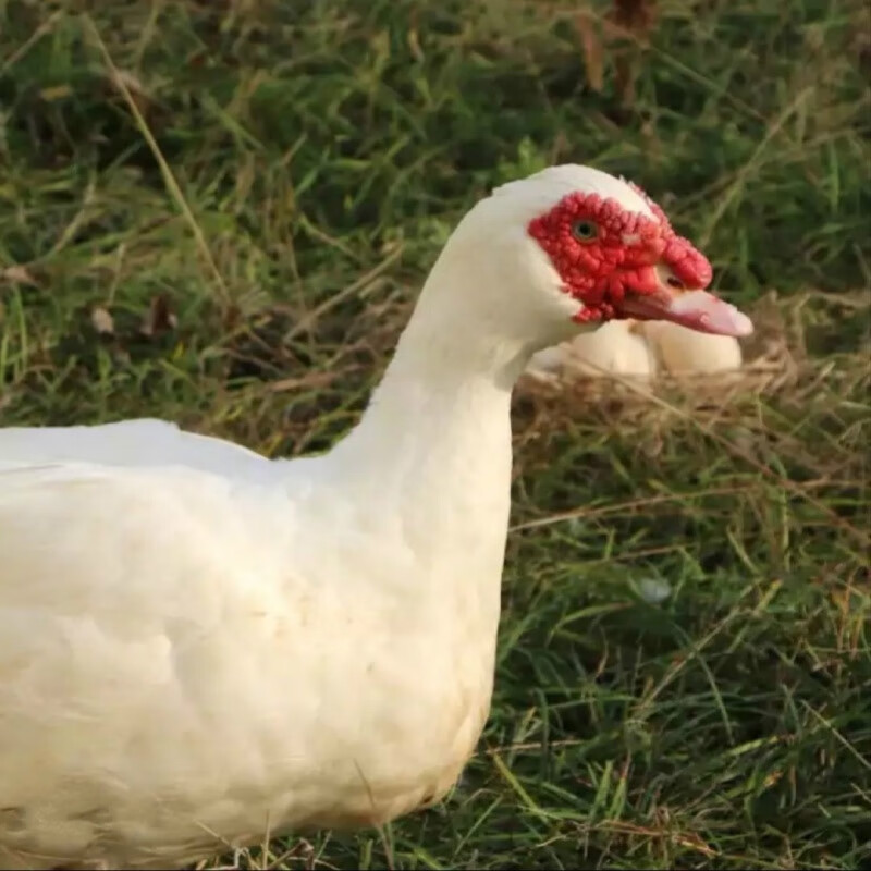 番鸭】三年黄皮老鸭子肉整只红脸土鸭白鸭炖汤整鸭 杀后6斤公鸭带内脏