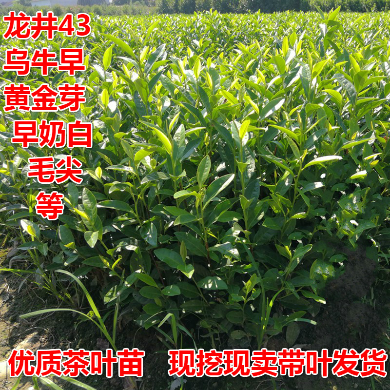 茶叶树苗特早白龙井43茶苗乌牛早安吉白茶绿茶苗铁观音毛尖奶白茶苗