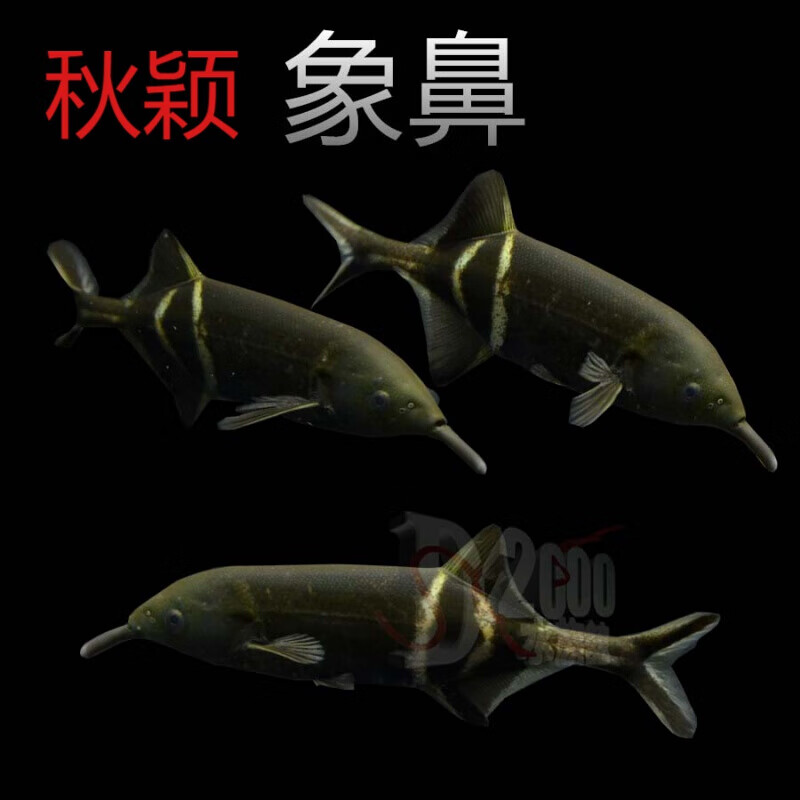 荣郁 非洲象鼻子鱼长鼻鱼淡水海豚鱼银企鹅观赏热带鱼宠物活体鱼 象鼻