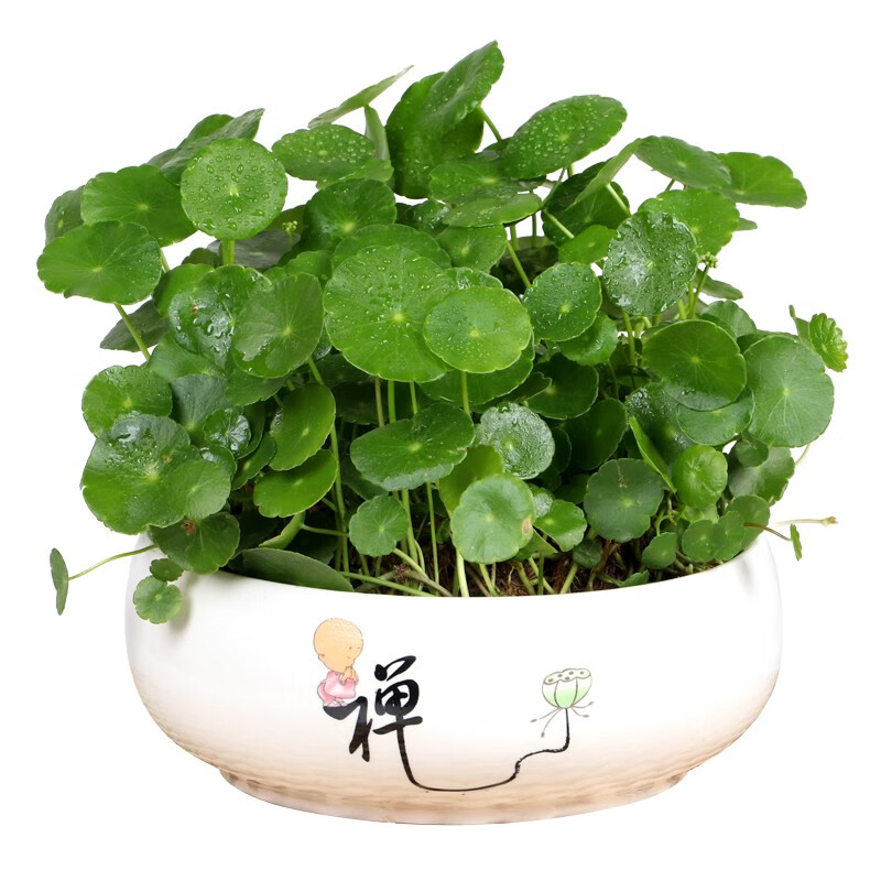 盆栽四季好养水培土培植物桌面小绿植花卉水养金钱草 铜钱草【禅盆】