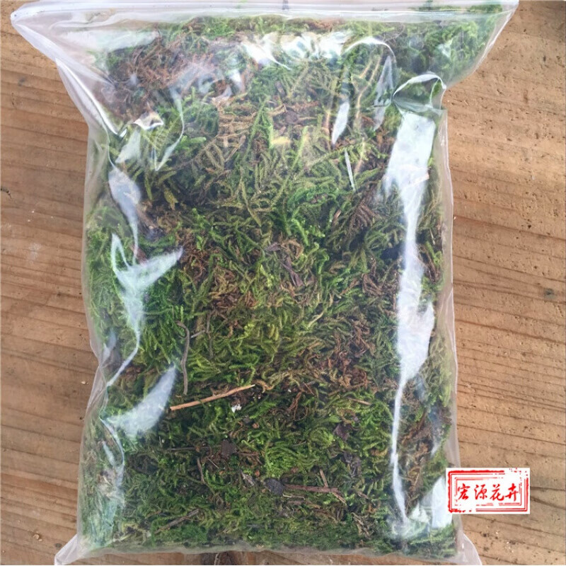 干苔藓水苔微景观 青苔活苔藓蝴蝶兰花土盆面铺面设微景观植物绿色diy