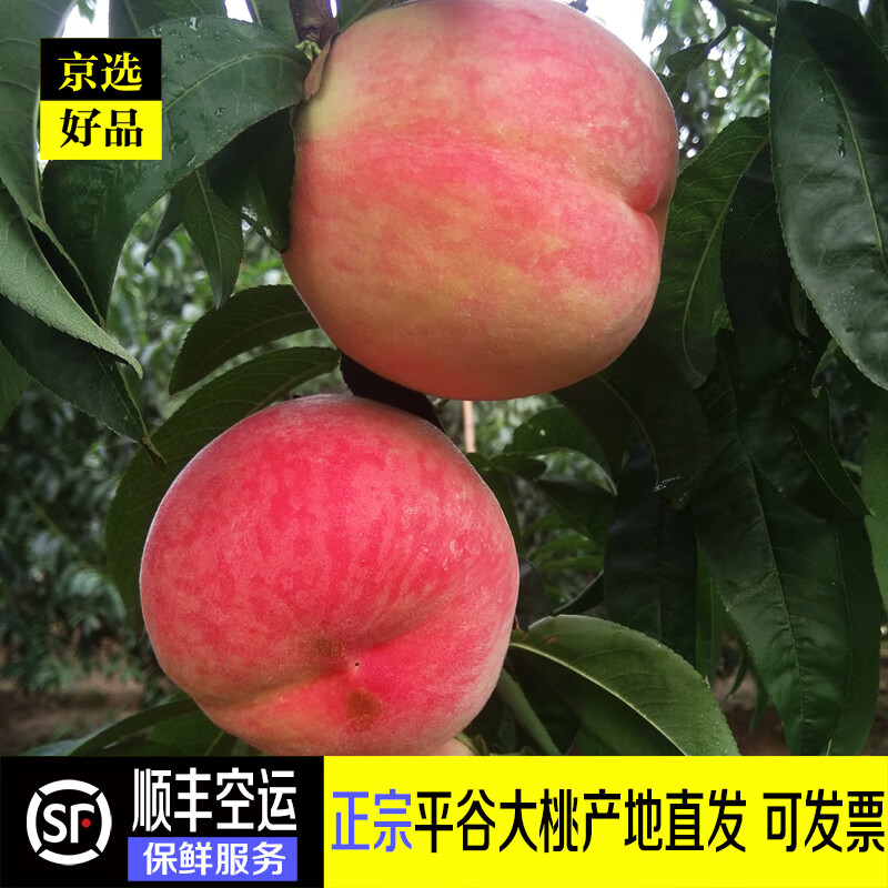 桃怎么才能买到最低价|桃价格比较