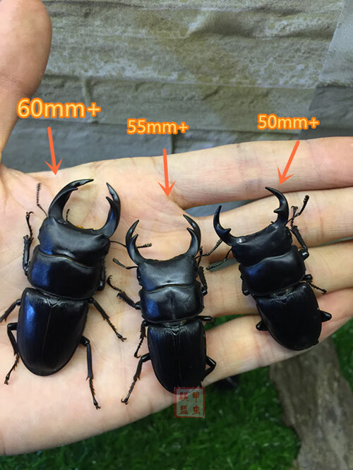 中国大锹 新手入门昆虫宠物 中华大锹扁锹甲 成虫活体独角仙甲虫 40