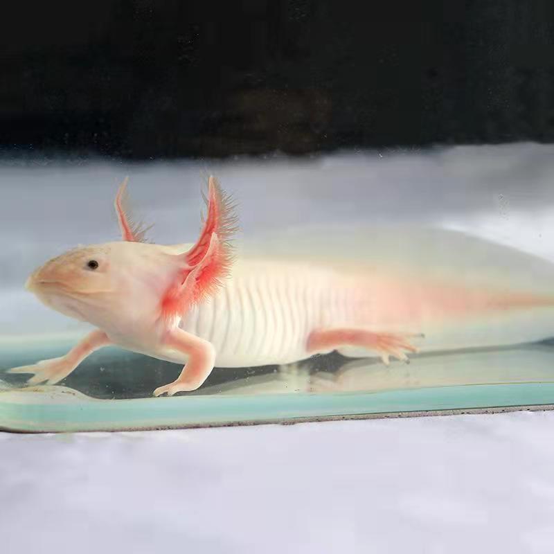 墨之瑶六角恐龙鱼淡水冷水鱼活体宠物鱼霸王蝾螈金鱼龙鱼好养耐活 2