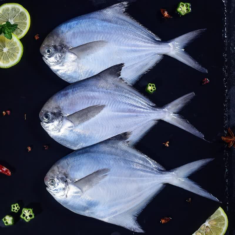 虾有虾途银鲳鱼白鲳鱼特大鲳鱼生鲜 鱼类新鲜冷冻银昌鱼海鱼平鱼海鲜批发 特大银鲳鱼【3斤】装每斤约3-4条