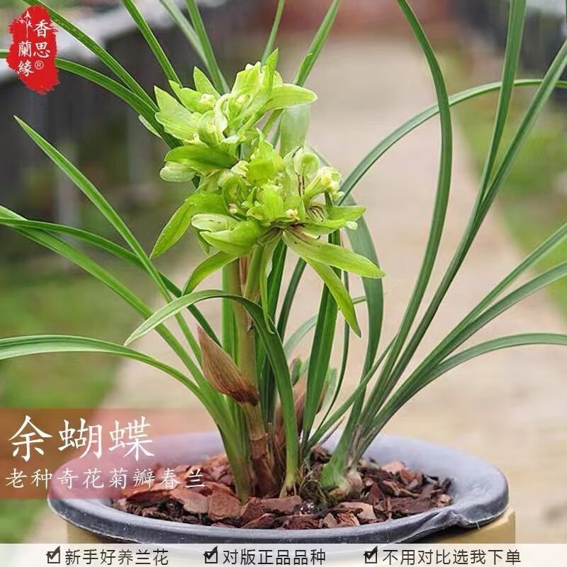 鱼七秒带花苞浓香型兰花苗春兰奇花余蝴蝶室内绿植花卉四季兰花盆栽开花 2苗连体