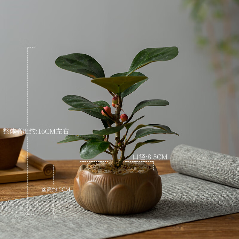 树苗办公室桌面盆景小绿植室内盆栽带果植物禅意茶台摆件 菩提 莲花盆