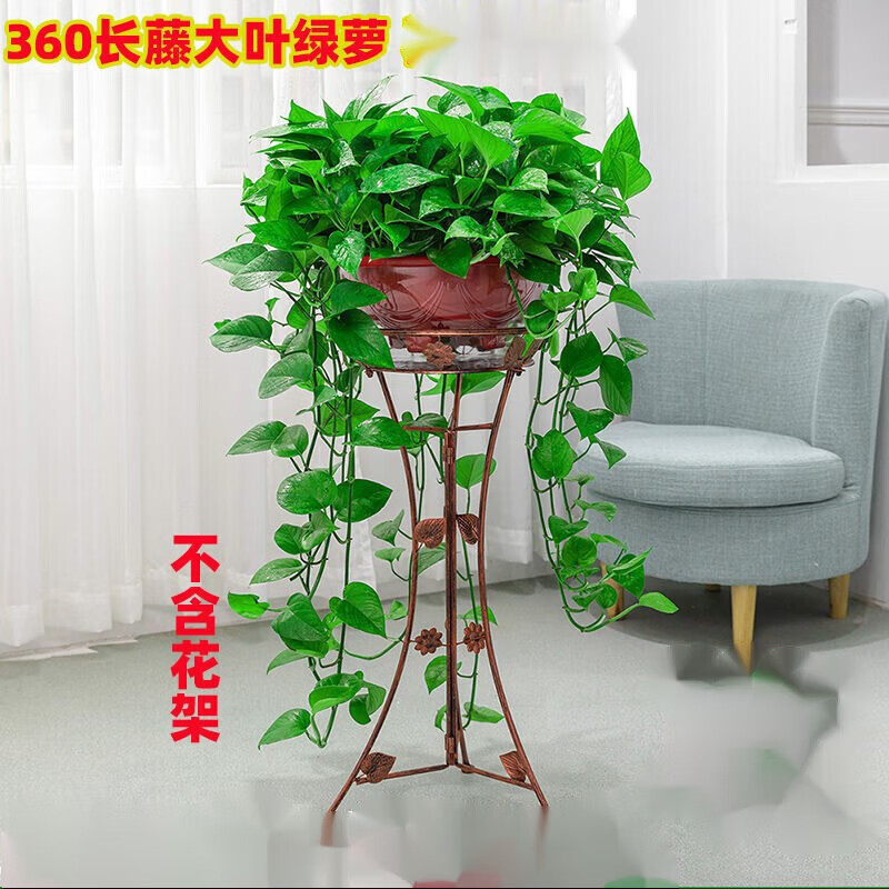 泰西絲中夢(mèng)綠有意 綠蘿長(cháng)藤盆栽室內大葉垂吊植物大盆綠籮吊綠植水培 360大盆長(cháng)藤綠蘿帶蓄水盆1盆